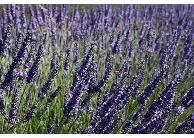 levandule-online.cz Lavandula x intermedia Grosso - Levandule prostřední Grosso, květináč 35 cm - Heureka.cz