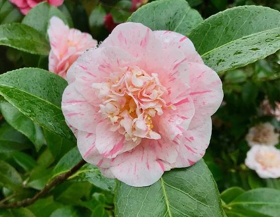 Camellia Japonica in Bloom - Mission Street Parks Conservancy