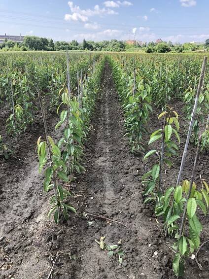 Spřátelené setkání v západních Čechách 15.6.2018 - Středočeská ovocnářská unie z.s.