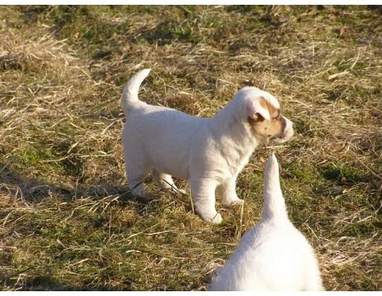 Prodám štěňátka JRT (jack russell terier) s PP | inzerce.VSEPROLOV.CZ