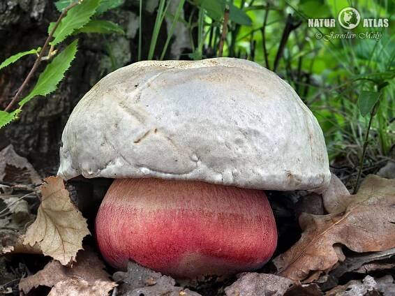 hřib satan | NaturAtlas.cz