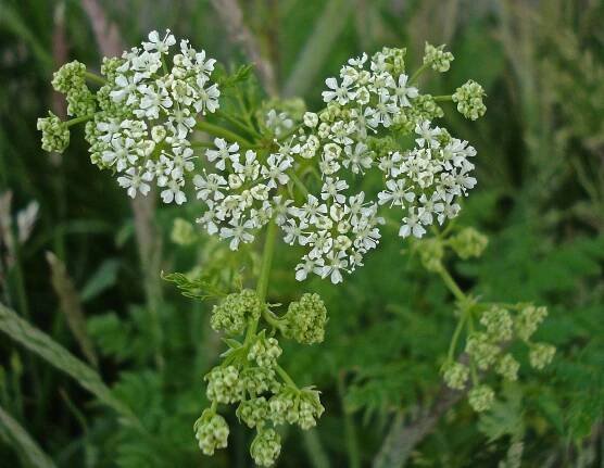 Boultham Moor, Lincoln, Lincolnshire, UK
