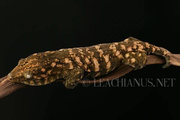 Leachianus geckos from New Caledonia | Giantgeckos