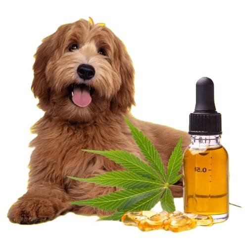 CBD pro psy a jiná zvířata | Podcast Super zoo | Super zoo