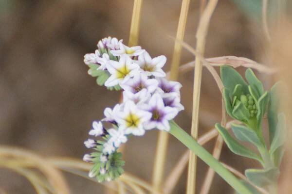 Heliotropium curassavicum Seaside Heliotrope