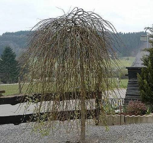Salix caprea ´Kilmarnock´ | BENED - zahradní architektura s.r.o.