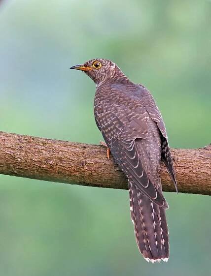 Free stock photo of birds, outdoorchallenge Stock Photo