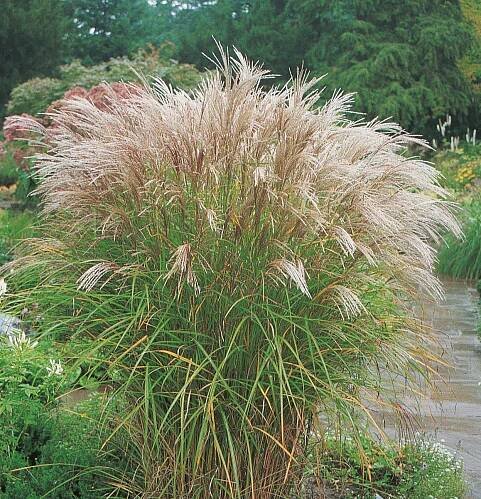 GREENBOSS FLOWER Ozdobnice 'Kleine Silberspinne' Průměr květináče: 9 až 12 cm od 155 Kč - Heureka.cz