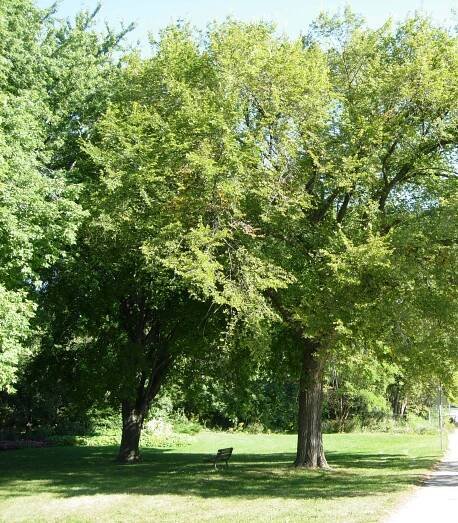 Dutch Elm Disease Control Program - Weyburn, Saskatchewan
