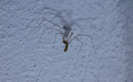 pavouk s dlouhýma nohama