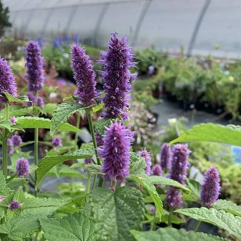 Agastache svraskalá 