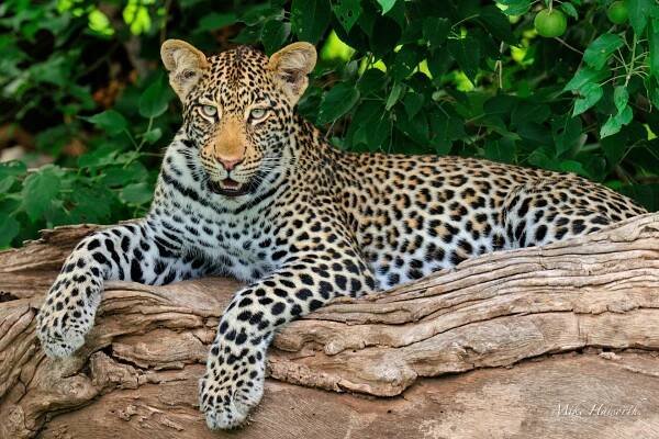 Leopard