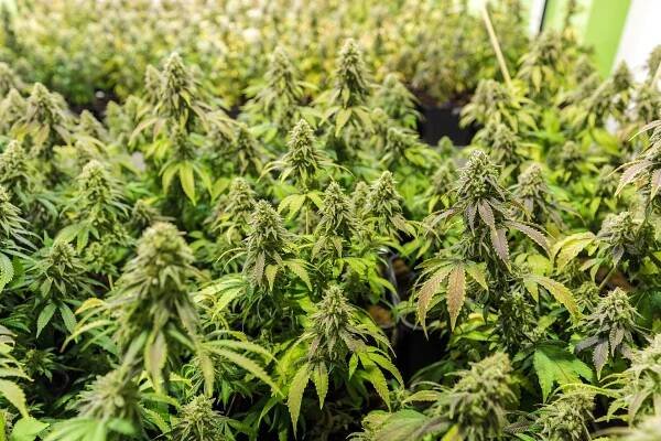 Rozdíl mezi CBD a THC: Jaké jsou vlastnosti každého kanabinoidu? 1