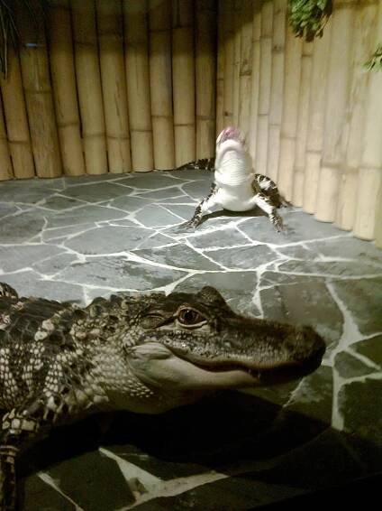 Fotografie akce: Krokodýlí zoo-krmení