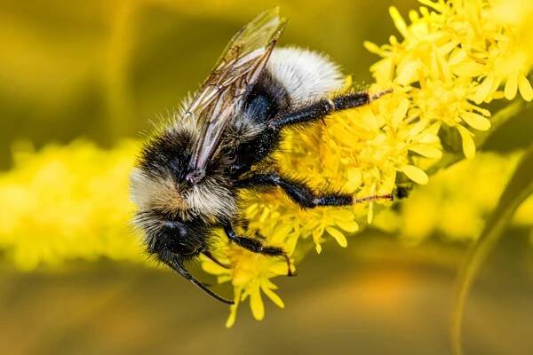 Základová fotografie na téma bombus, chlupatý hmyz, chování včel, členovec, čmelák, čmelák zblízka, detail, divočina, divoká
