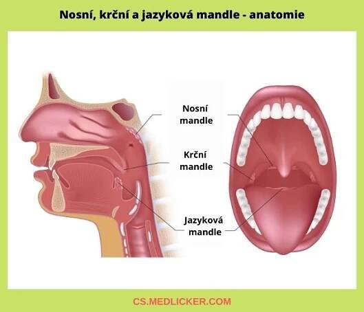 Nosní, krční a jazyková mandle jsou součástí Waldeyerova mízního okruhu, který se podílí na ochraně organizmu před infekcí.