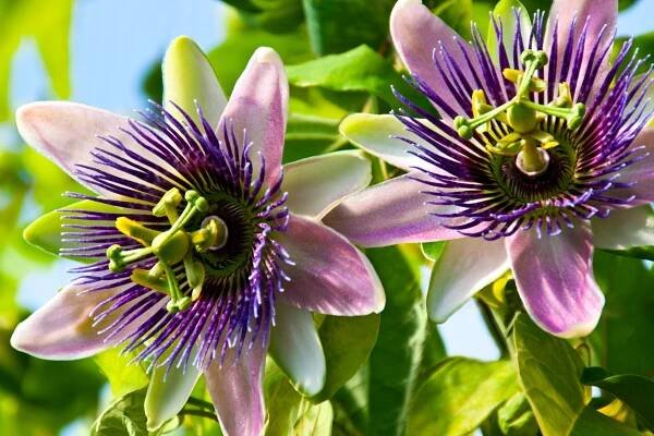 Purple passionflower - Ilesol Pharmaceuticals