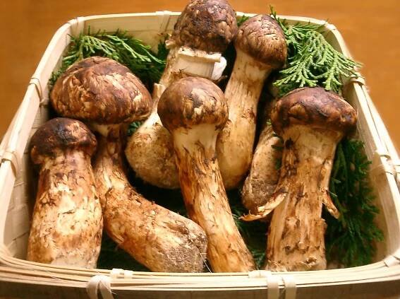 Soubor:Matsutake.jpg – Wikipedie