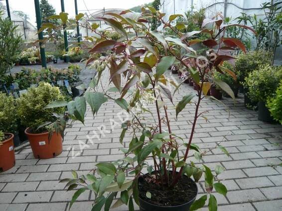 Leukothoe Walterova 'Rainbow' - Leucothoe walteri 'Rainbow'