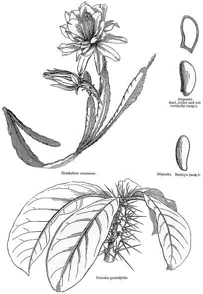 Angiosperm families - links to images 