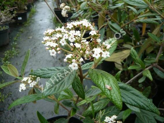 Kalina pražská 'Pragense' - Viburnum 'Pragense'