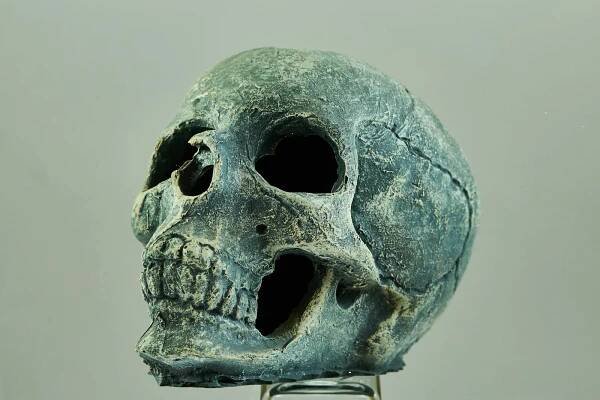 bezplatná Základová fotografie zdarma na téma anatomie, antropologie, archeologie Základová fotografie