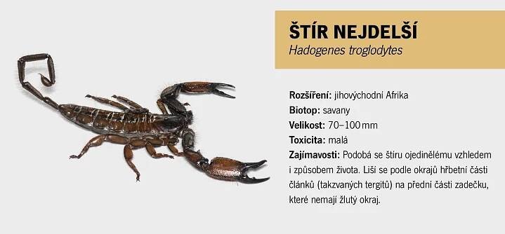 Štíři