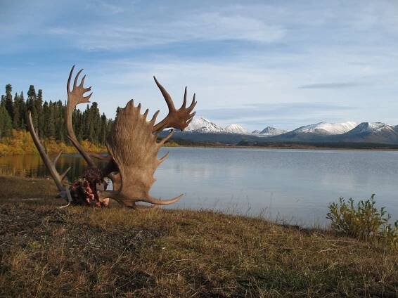 hunting bc moose caribou