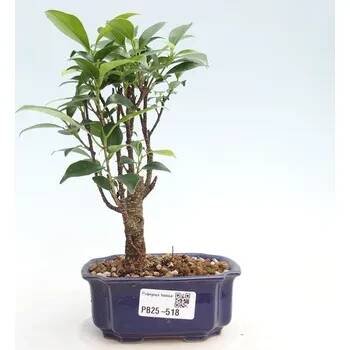Pokojová bonsai Ficus retusa kimmen 154567