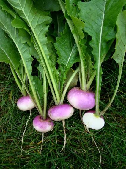Brassica rapa var. rapa 'Primera F1' - brukev řepák