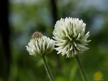 Jetel horský (Trifolium montanum)