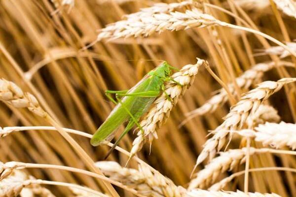 zelená kobylka na hrotu - locusts - stock snímky, obrázky a fotky