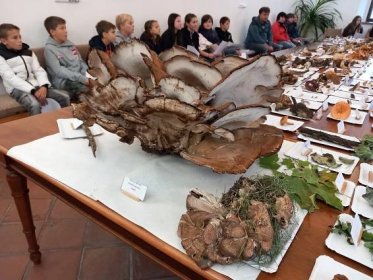 Dvacetikilový vějířovec z výstavy ve Stříbře může být zapsán do knihy rekordů