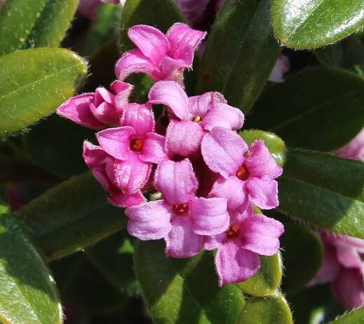 Edelweiss Perennials. Daphne collina