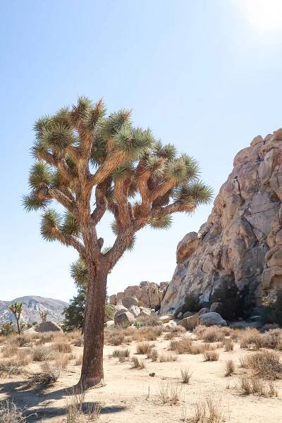 One Day in Joshua Tree National Park: A Beginner’s Guide