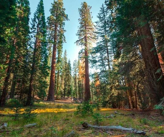 Národní park Sequoia v Red Fir