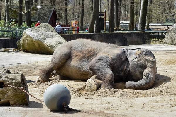 Liberecká zoo připravila Den Země. Děti poznaly blíže zvířata a pekly placky