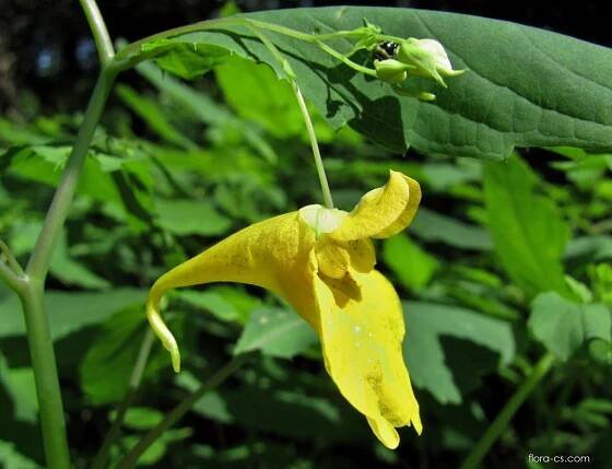 Netýkavka nedůtklivá (Impatiens noli-tangere)