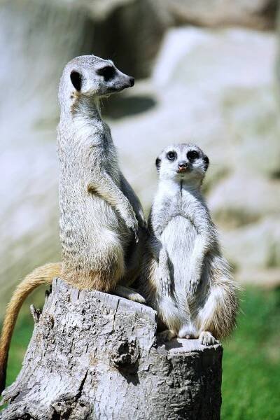 Surikata, Suricata Suricatta, Suricate