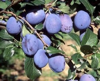 Švestka domácí 'Toptaste' - Prunus domestica 'Toptaste', Prostokořenná rostlina zákrsek
