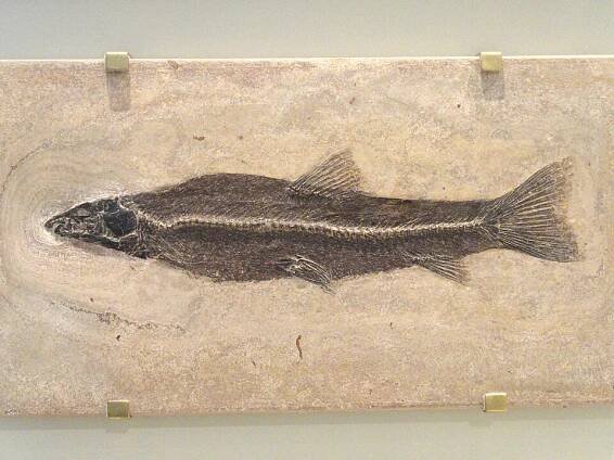 Sandfische – Wikipedia