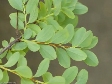Spiraea ‘Arguta’ – tavolník význačný • Pladias: Databáze české flóry a vegetace