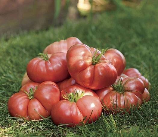 Tomato Nina: vlastnosti a popis odrůdy, fotografie, recenze