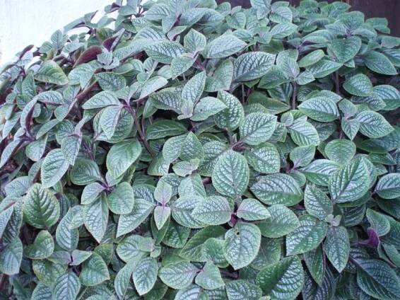 Moud - molice (Plectranthus)