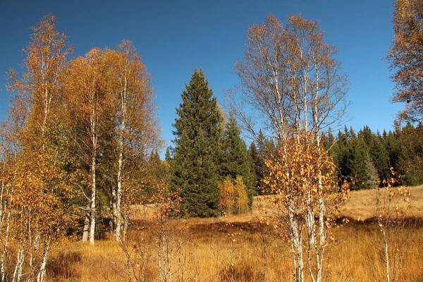 Podzimní Šumava - okolí Modravy - 12.10.2015 - Oficiální stránky města Horní Bříza