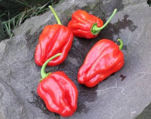 Habanero Red