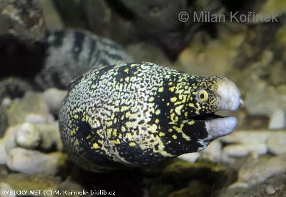Echidna nebulosa | © půlpy