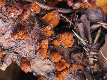 Opeňka měnlivá a rez hrušňová - Kudluv fotoatlas hubKudluv fotoatlas hub