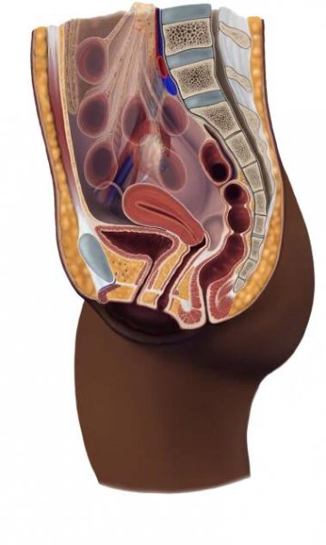 Anatomical cross-section of the female torso.