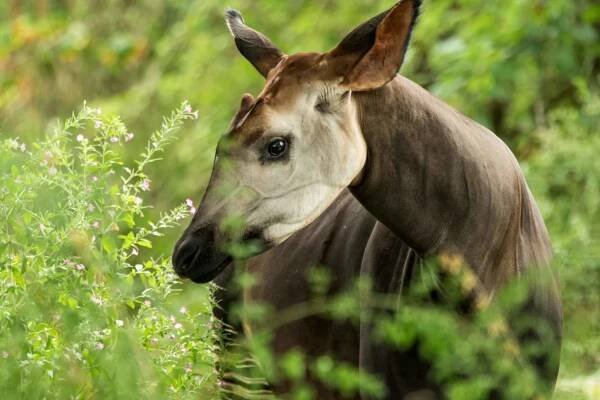 okapi (okapia johnstoni), lesní žirafa nebo zebra žirafa, artiodactyl savci původem z džungle nebo tropického lesa, kongo, střední afrika, krásné zvíře s bílými pruhy v zelených listech, portrét - okapi - stock snímky, obrázky a fotky